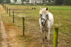 Schuilenburg - Sint-Michielsgestel, Brabant (19-8-2022)