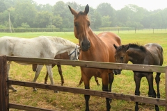 Schuilenburg - Sint-Michielsgestel, Brabant (19-8-2022)