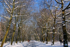 Sneeuw - Vondelpark, Amsterdam (3-3-2005)