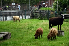 Stadsboerderij Zimmerhoeve, Oud-West, Amsterdam