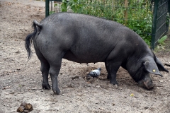 Stadsboerderij Zimmerhoeve, Oud-West, Amsterdam