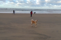 Strand bij Bloemendaal aan Zee (1-1-2018)