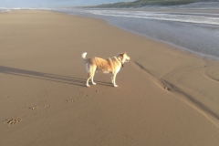 Strand bij Bloemendaal aan Zee (1-1-2018)