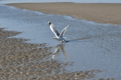 Strand, duinen - Velsen-Noord (3-6-2022)