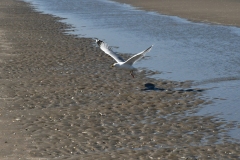 Strand, duinen - Velsen-Noord (3-6-2022)