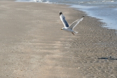 Strand, duinen - Velsen-Noord (3-6-2022)