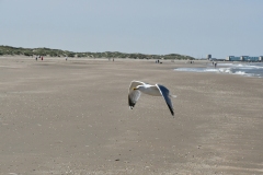 Strand, duinen - Velsen-Noord (3-6-2022)