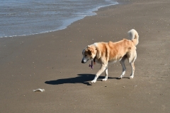 Strand, duinen - Velsen-Noord (3-6-2022)