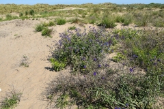 Strand, duinen - Velsen-Noord (3-6-2022)