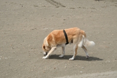 Strand Velsen-Noord (24-6-2022)