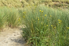 Duinen Velsen-Noord (24-6-2022)