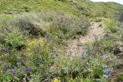 Duinen Velsen-Noord (24-6-2022)