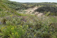 Duinen Velsen-Noord (24-6-2022)