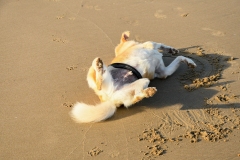 Strand Wijk aan Zee (24-7-20220)