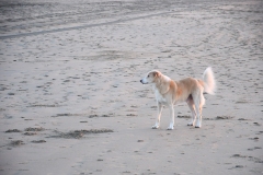 Strand - Bloemendaal aan Zee (12 december 2022)