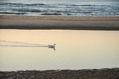 Strand en zee - Bloemendaal aan Zee (12 december 2022)