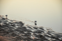 Strand en zee - Bloemendaal aan Zee (12 december 2022)