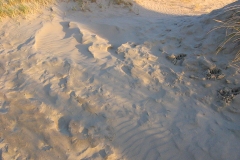 Strandwandeling Bloemendaal - IJmuiden(28 november 2011)