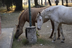 The Chandigarh Stroll (28-12-2014)