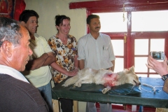 The Leh Street Dog Sterilisation Programme (15 september 2007) (Vets Beyond Borders, The Ladakh Animal Care Society, Brigitte Bardot Foundation)