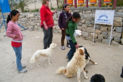 The Leh Street Dog Sterilisation Programme  (7 juni 2010) (Vets Beyond Borders, The Ladakh Animal Care Society, Brigitte Bardot Foundation)