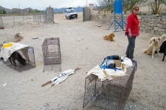 The Leh Street Dog Sterilisation Programme  (7 juni 2010) (Vets Beyond Borders, The Ladakh Animal Care Society, Brigitte Bardot Foundation)