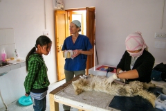 The Leh Street Dog Sterilisation Programme  (7 juni 2010) (Vets Beyond Borders, The Ladakh Animal Care Society, Brigitte Bardot Foundation)