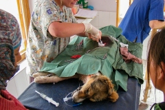 The Leh Street Dog Sterilisation Programme  (7 juni 2010) (Vets Beyond Borders, The Ladakh Animal Care Society, Brigitte Bardot Foundation)