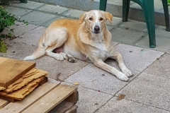 Mercatorstraat, Amsterdam-West (4 september 2017)