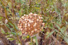 Allium sphaerocephalon zaaddozen - WG-Terrein - Oud-West, Amsterdam (4 juli 2023)