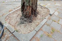 Borgerstraat - Oud-West, Amsterdam (4 juli 2023) - Waarom plassen honden tegen bomen? Honden pissen bomen kapot.