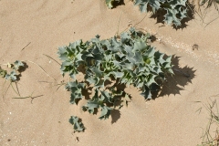 Blauwe zeedistel - Strand Wijk aan Zee (27 mei 2022)