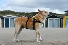 Dinah - Strand Wijk aan Zee (27 mei 2022)