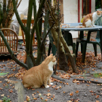 Yapie en Nikkie (11 september 2013)