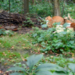 Yapie en Nikkie (11 september 2013)