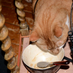 Yapie (30 januari 2014)