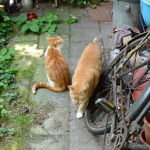 Yapie (1 augustus 2014)
