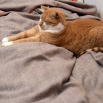 Yapie (27 december 2014)