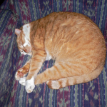 Yapie (13 januari 2013)