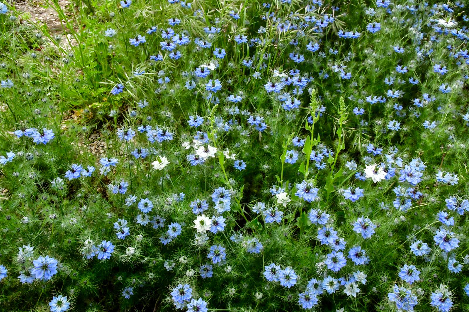 Bloemenperken in de tuin van het fort Saint-Jeam, Marseille (8-5-2026)