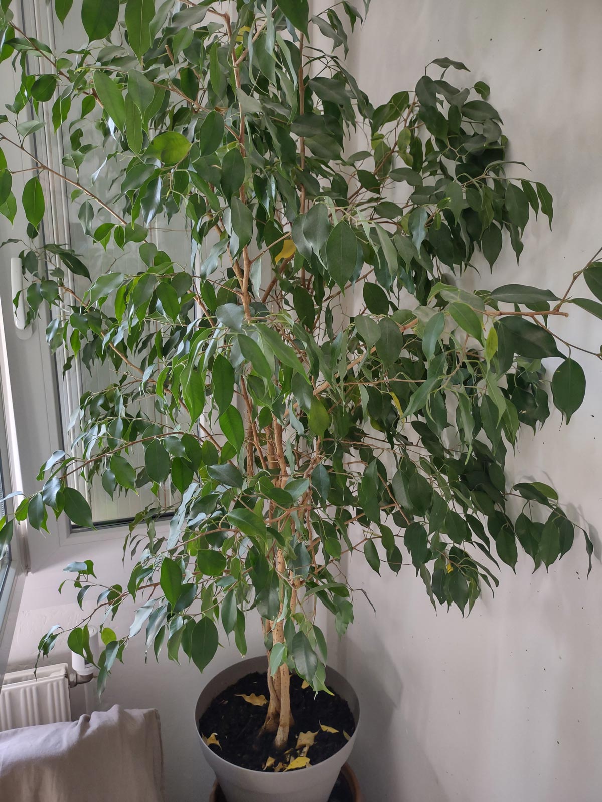 Poging tot junglevorming in de Av. Roberto Rossellini, Villeurbanne, Lyon (29-4-2026)