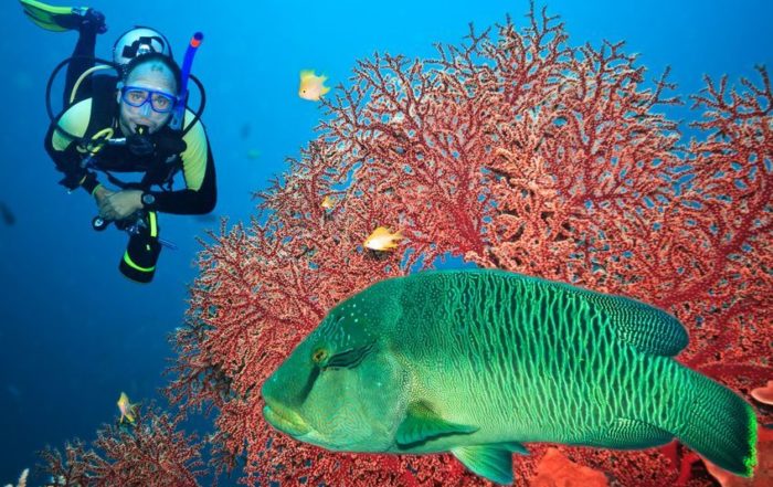 Can I Go SCUBA Diving After Sinus Surgery?