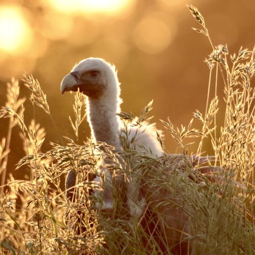 uilen en roofvogels