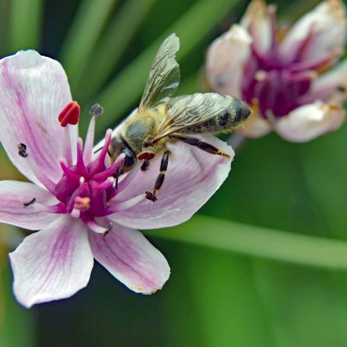 Eigen Tuin