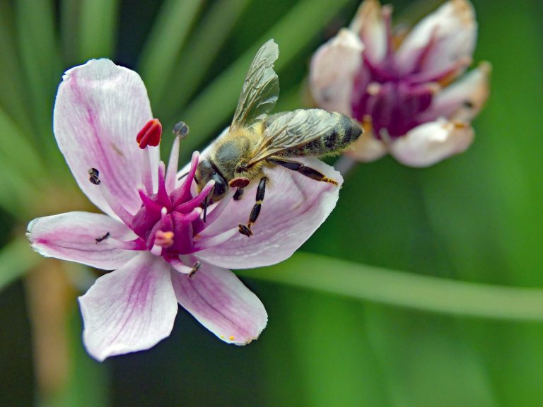 Eigen Tuin