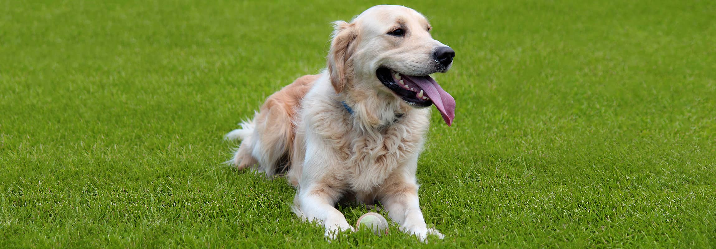 Golden,Retriever,Hund,Porträt,in,Belgien