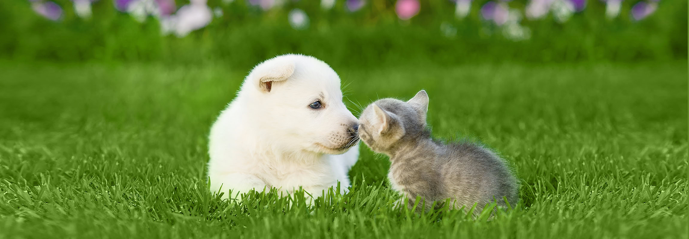 Weiß,Schweizer,Schäferhund`s,Welpe,Schnüffeln,Kätzchen,Auf,Grünem,Gras