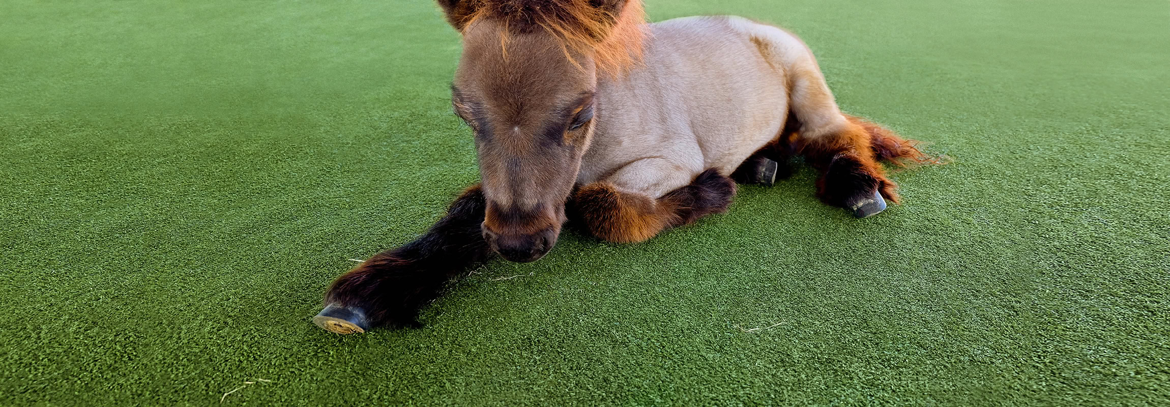 A,Little,Shetland,Horse,Lying,Down,With,Eyes,Closed.