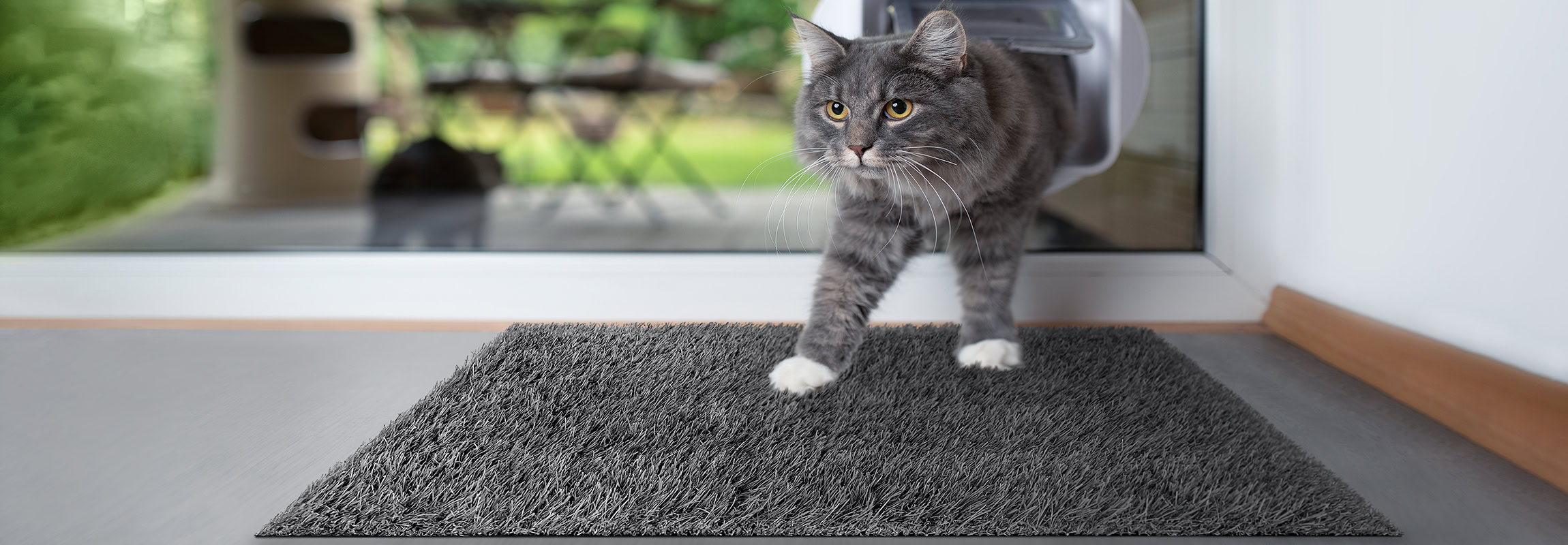 Jung,Blau,Tabby,Maine,Coon,Katze,Betreten,Zimmer,Im,Vorbeigehen