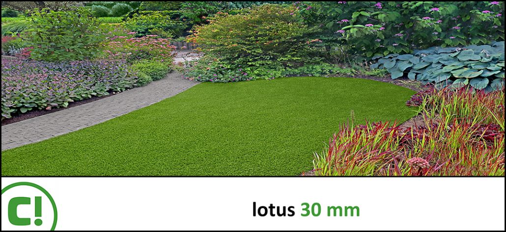Display_Lotus 30mm